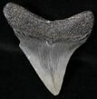 Juvenile Megalodon Tooth - South Carolina #18496-1